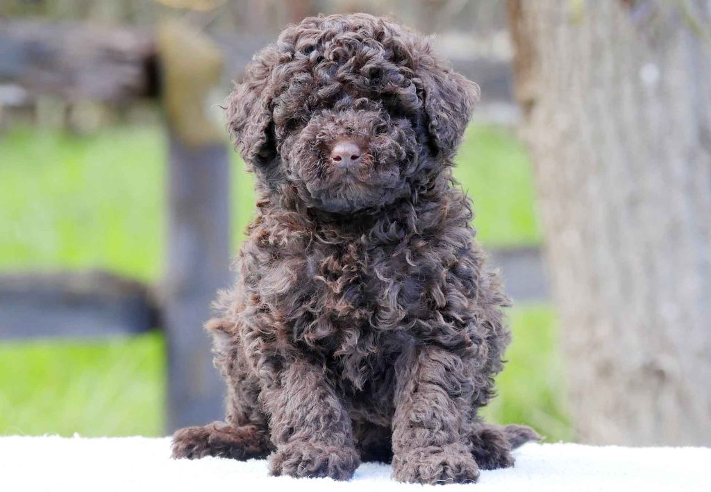 Labradoodle Puppies For Sale