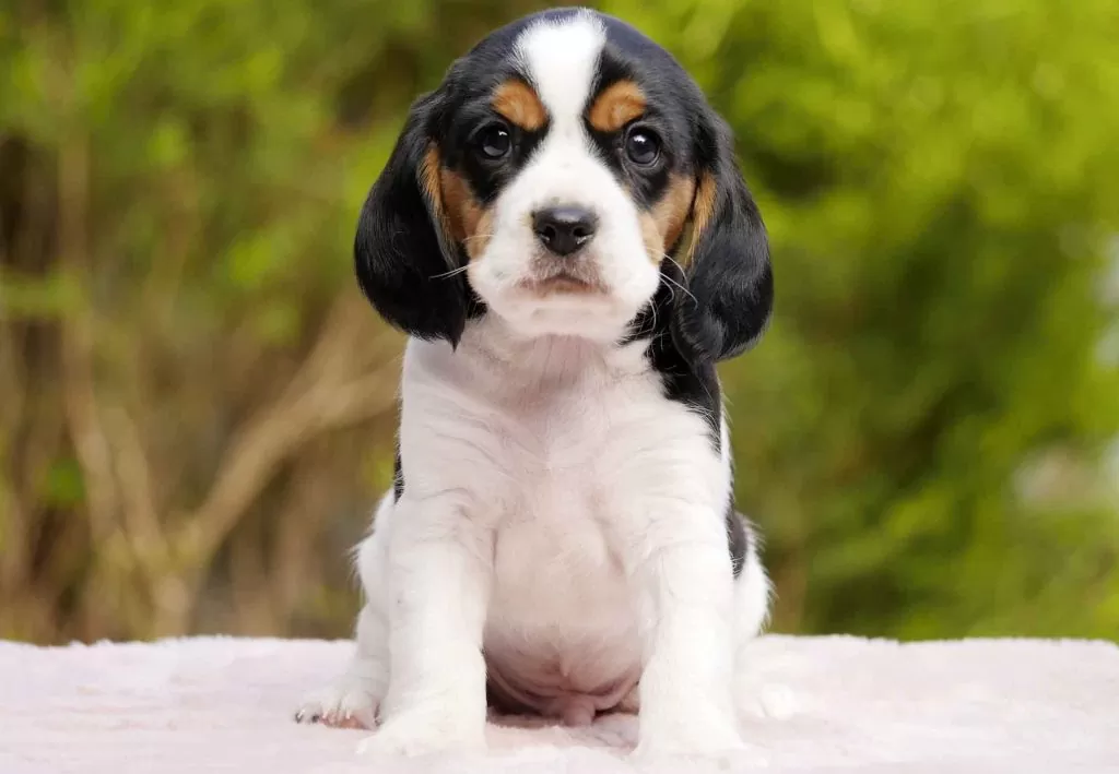 Beaglier Puppies For Sale
