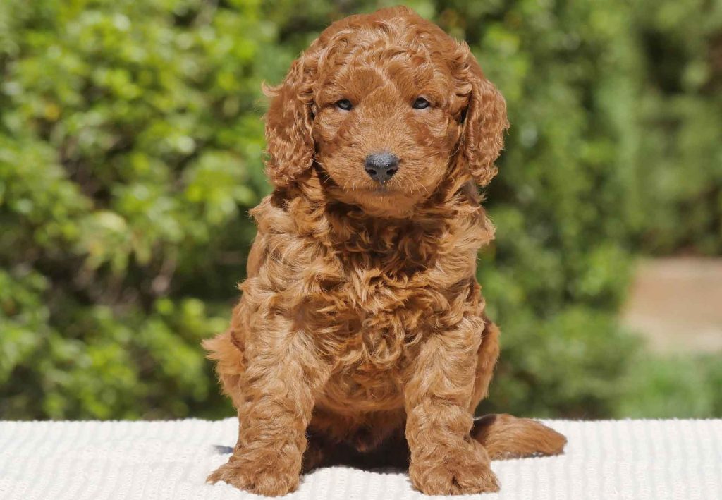 Groodle Puppies For Sale