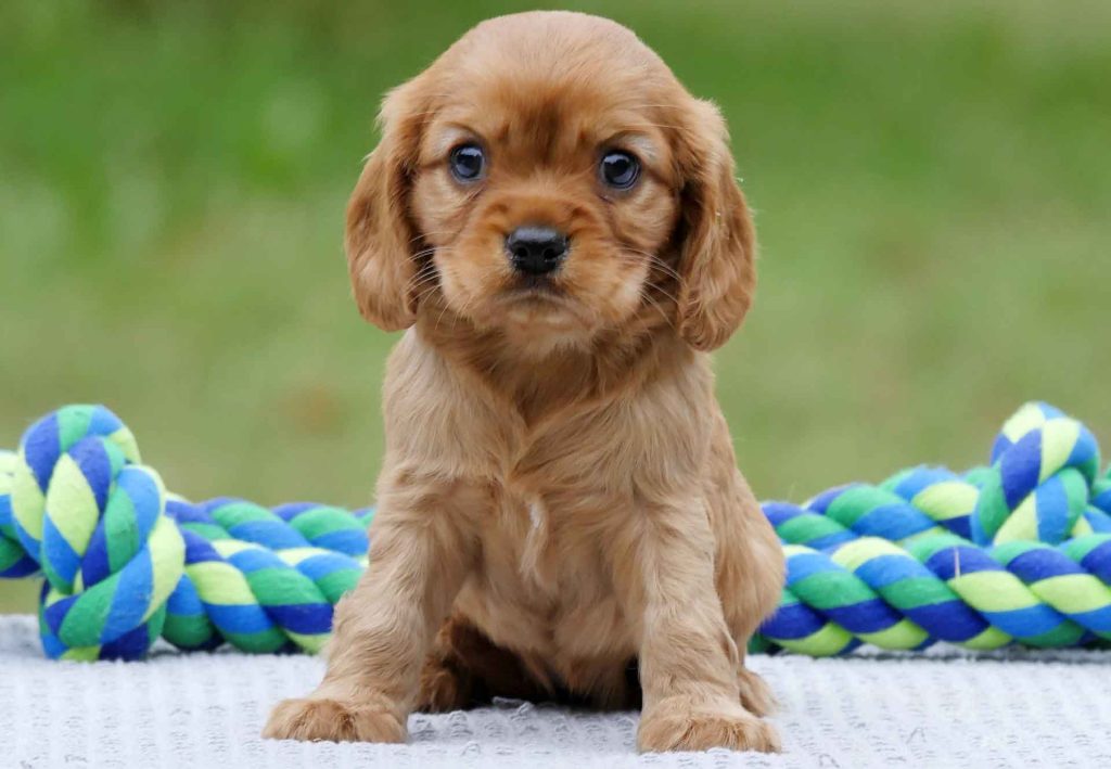 Cavocker Puppies For Sale