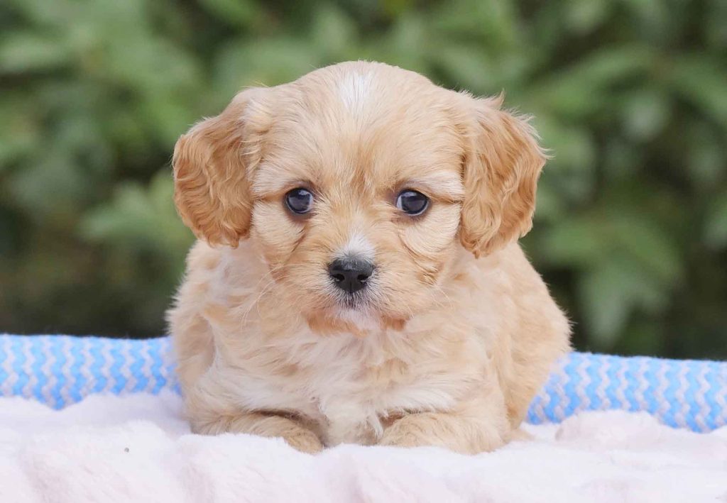 Cavachon Puppies For Sale