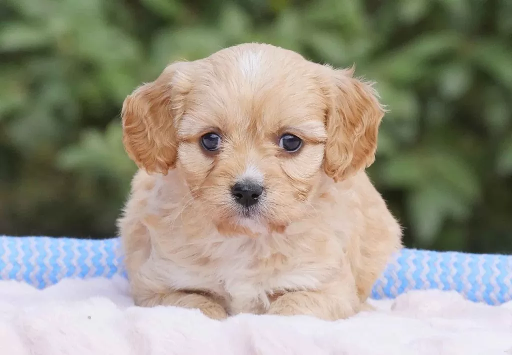 Cavachon Puppies For Sale