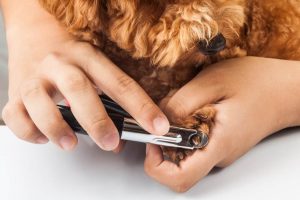 Cavoodle Nail Clipping