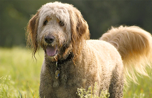 3 Strange dog behaviours explained