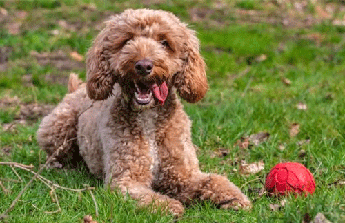 5 Key principles for training your puppy