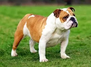 Bulldog
