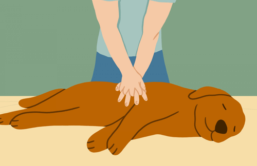 CPR for dogs