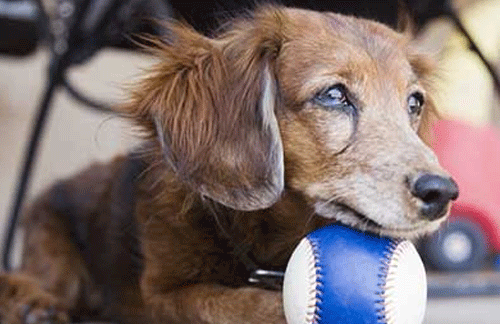 Caring for an older dog