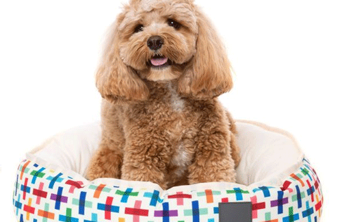 Choosing a bed for your puppy