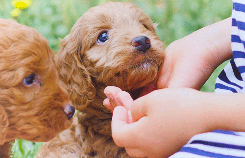 Choosing a great puppy name