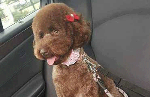 Choosing the right collar