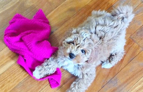 How to mentally stimulate your dog