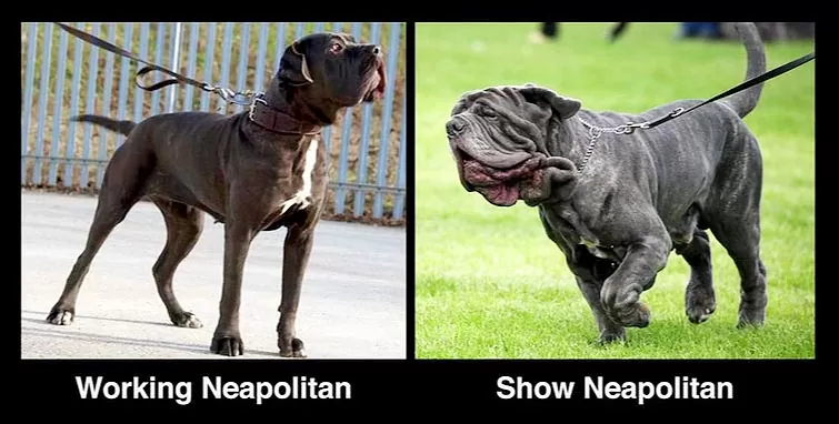 Neapolitan-mastiff-show-dog-vs-working-dog