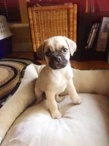 Puggle PUppy