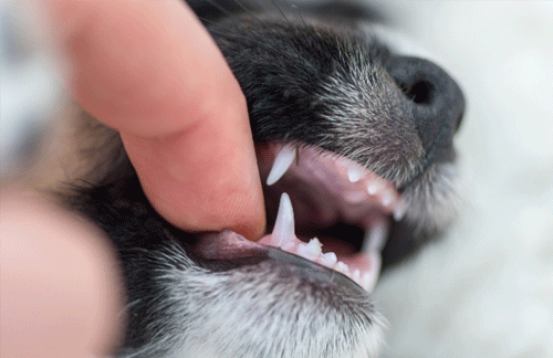 Puppy teething