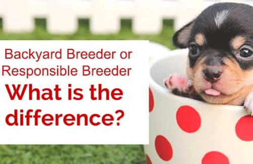What is a backyard breeder?