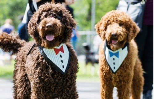 What is the best size dog for me?