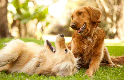 What is the difference between male and female dogs?