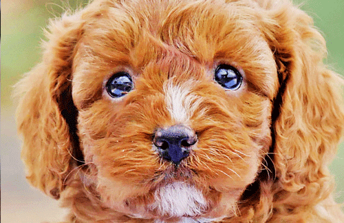 Are Cavoodle good family dogs?