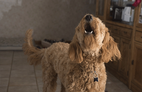 Being a good neighbour