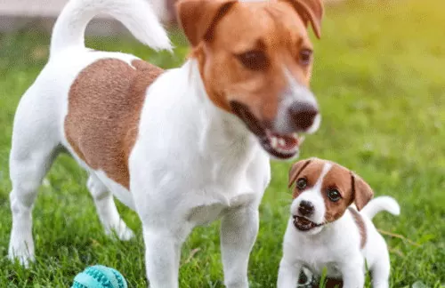 Buying a puppy vs an adult dog: Pros and Cons