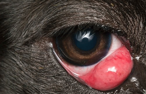 Cherry eye in dogs