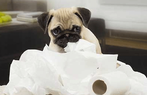 Constipation in puppies