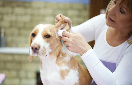 Dirty ears in puppies