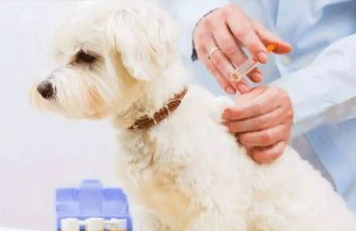 Dog vaccinations