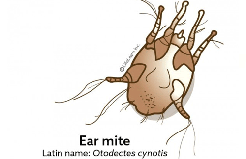Ear mite