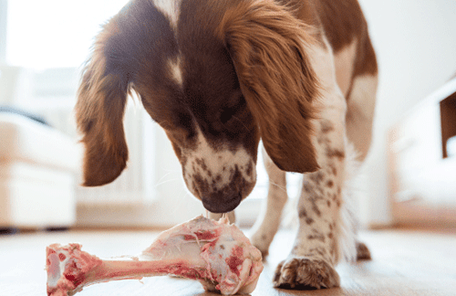 Feeding raw bones to your puppy
