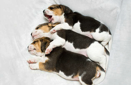 Genetically engineered dogs?