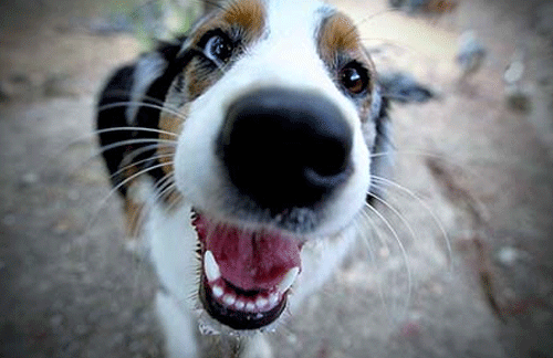 How good is a dogs sense of smell?