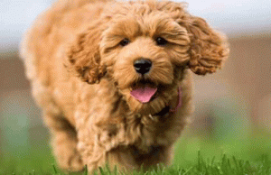 how-to-socialise-your-puppy