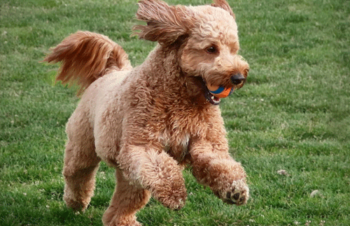 How to teach your puppy to fetch