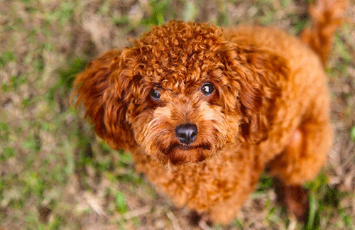 How to teach your puppy to sit