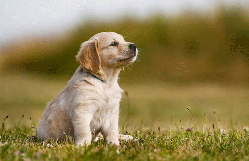 How to teach your puppy to stay