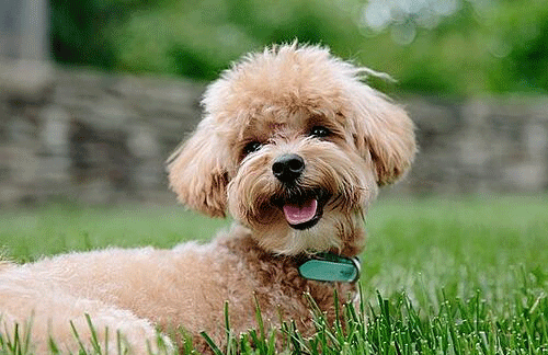 How to worm your puppy