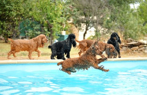 Introducing a puppy to water