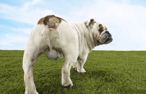 It makes sense to desex your dog