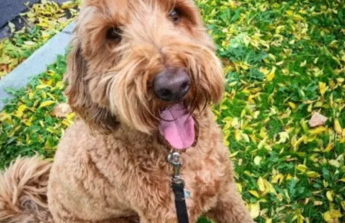 Lead training a puppy