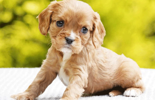 Do dogs of different sexes get along better?