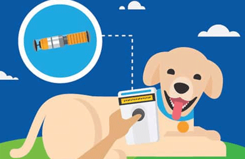 Microchips for dogs