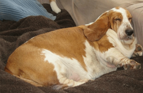 Obesity in dogs