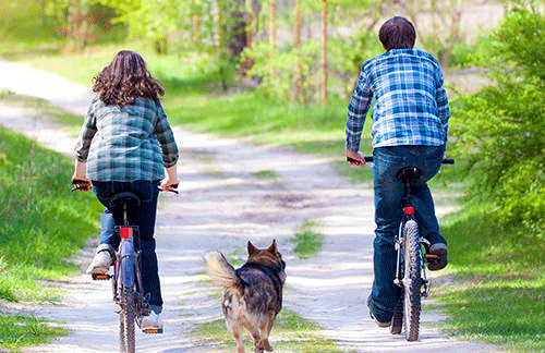 Owning a dog increases your lifespan!