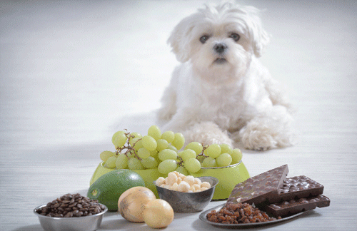 Poisonous food for dogs