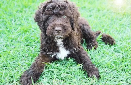 Puppy proof your home