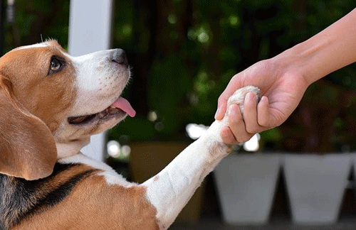 Teaching your puppy to shake hands