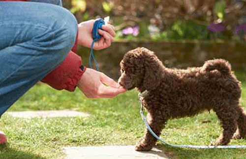 What is click training?