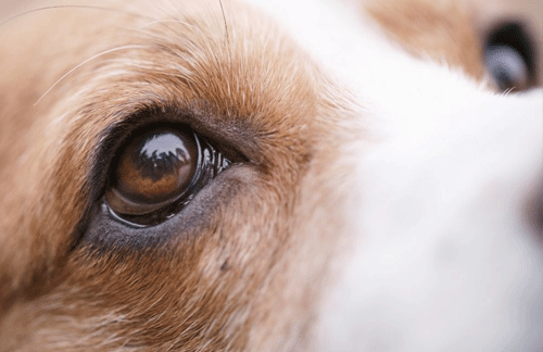 What is PRA (Progressive Retinal Atrophy)?